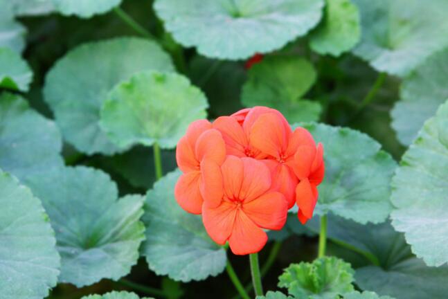 绣球花的养殖方法和注意事项,温度控制在18-28℃之间最为合适