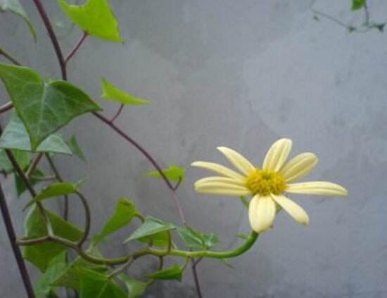 常春藤会开花吗,常春藤什么时候开花