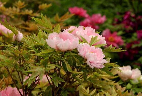 牡丹花怎么浇水,牡丹花浇水方法