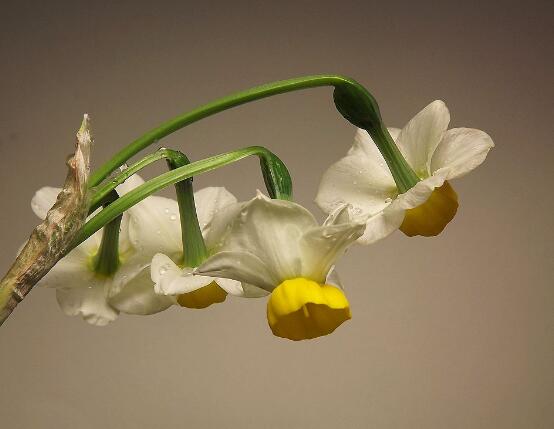 水仙花可以四季水培吗,水仙花水培方法