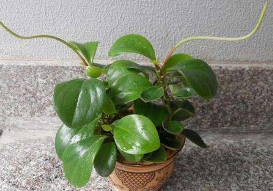 植物碧玉的风水作用,舒缓心灵、增强运势