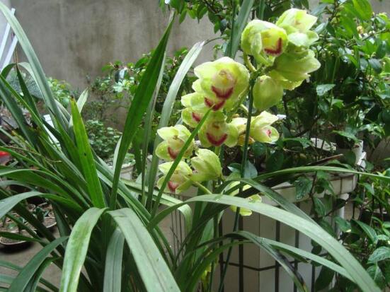 兰花怎么浇水,盘点兰花浇水方法