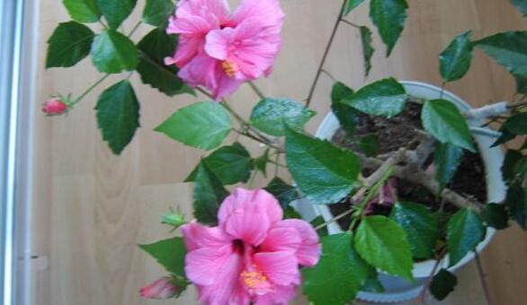 芙蓉花怎么养,芙蓉花适合在室内养吗