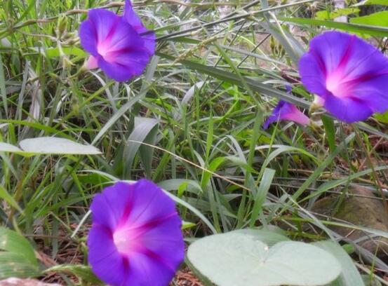 牵牛花的花语是什么,牵牛花代表着爱情、冷静、虚幻、爱情永固