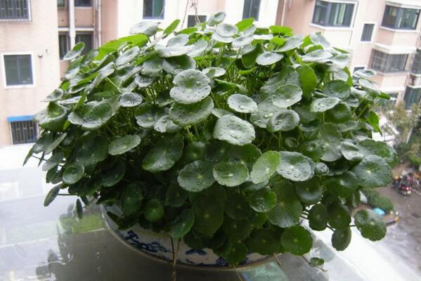 铜钱草与金钱草的区别,外形神似功效价值却大不相同