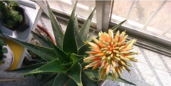 芦荟开花吗,芦荟养殖三年才开花
