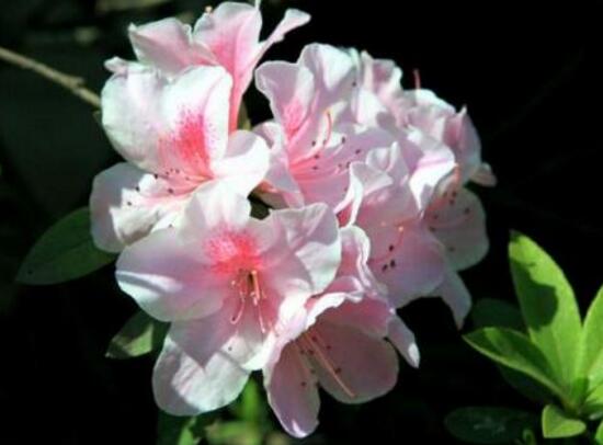 杜鹃花花期多长时间,杜鹃花一年开几次花