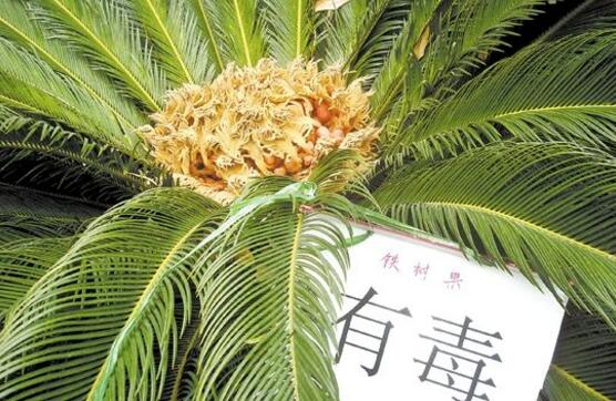 铁树果有毒吗,小心误食致人死亡