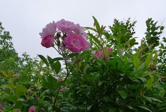 家庭种植蔷薇花有什么好处,蔷薇花是绿花遮阴的好帮手
