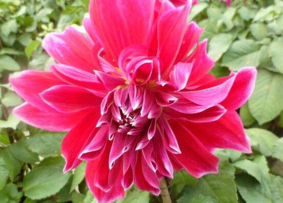 牡丹花怎么施肥,牡丹花施肥方法