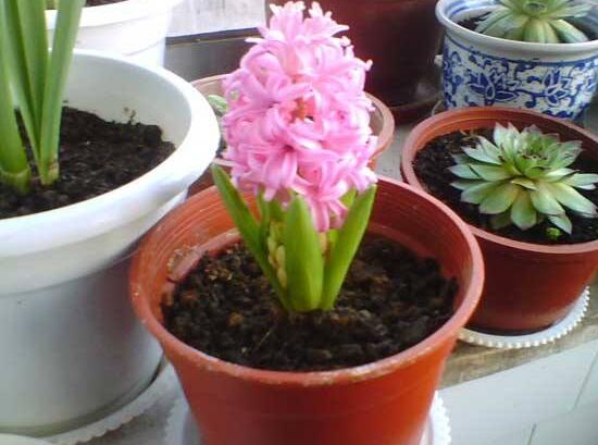 风信子什么时候开花,风信子开花后怎么处理