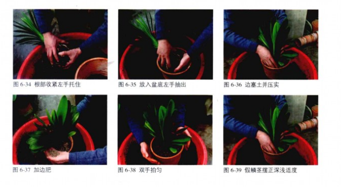 君子兰换盆注意事项,君子兰换盆后怎么养