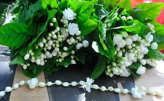 茉莉花怎么浇水,茉莉花浇水方法