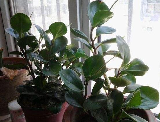 碧玉花有毒吗,碧玉花可以养在室内吗