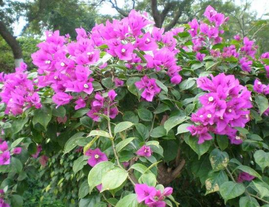 三角梅是哪个市的市花,三角梅花语是什么