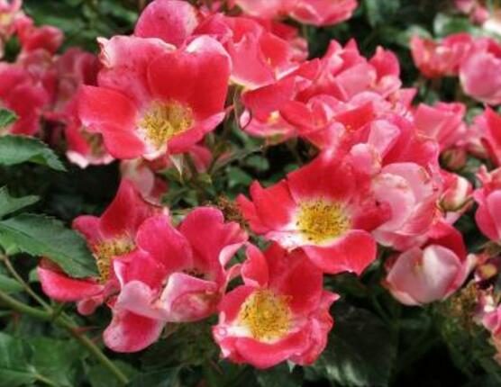 蔷薇花有毒吗,蔷薇花可以种植在室内吗
