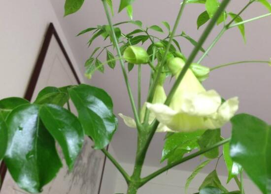 幸福树什么时候开花,幸福树的花语是什么