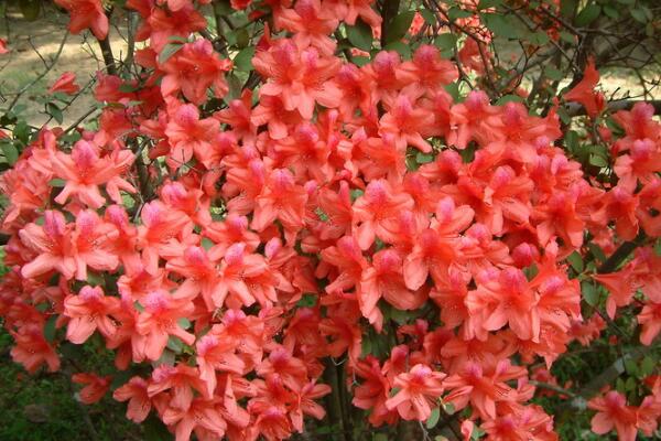 杜鹃花夏天怎么养,杜鹃花夏天怎么管理
