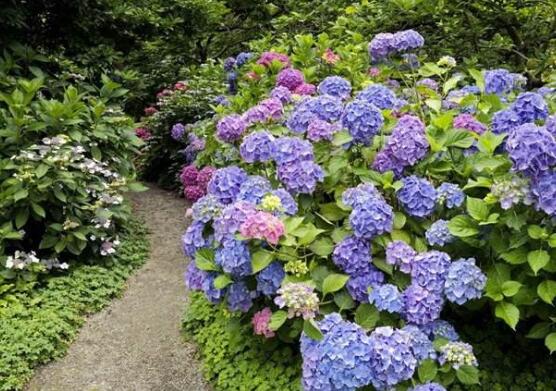 绣球花花期多久,花开花谢持续25天(6-8月开花)