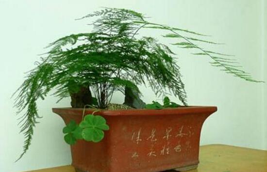 文竹怎么施肥,文竹施什么肥料好/氮肥为主