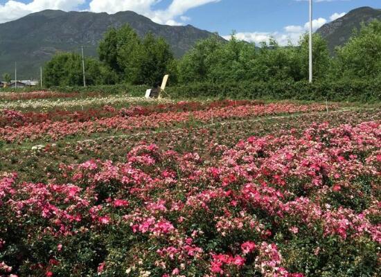 玫瑰花的花语是什么,玫瑰花象征着美丽的爱情