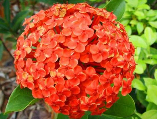 洋绣球花有毒吗,误食导致昏迷、抽搐现象