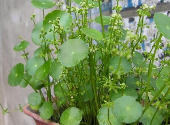 铜钱草什么时候开花,铜钱草花期多长时间(四个月)