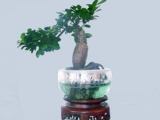 榕树可以水培吗,榕树水培方法