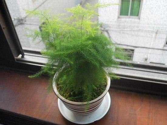 矮文竹怎样养才能矮壮,矮文竹的养殖方法