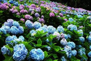 绣球花怎么繁殖，绣球花的扦插方法