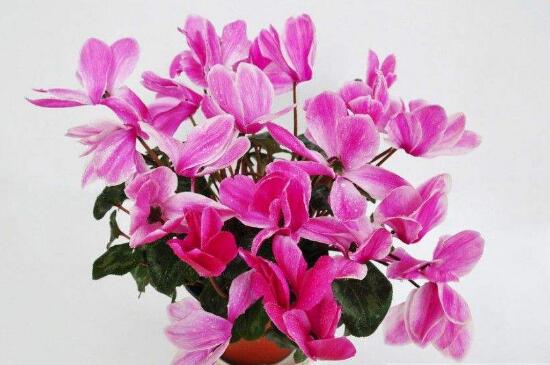 仙客来的花语是什么,仙客来适合送给什么人