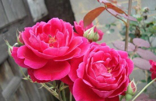月季花有毒吗,月季花可以吃吗(无毒可食用)