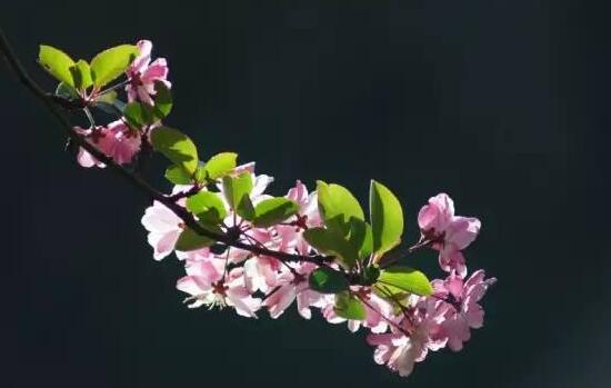 家里为什么不能海棠花,家里养海棠花不吉利