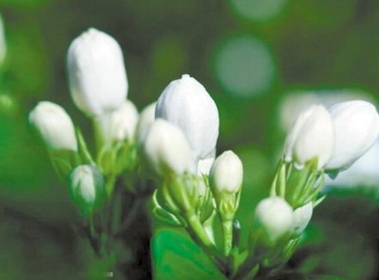 茉莉花烂根了怎么办,换土换盆洗净重新种植