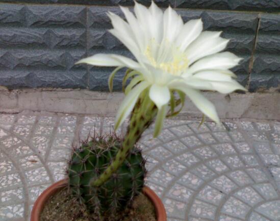 仙人掌会开花吗,仙人掌什么时候开花