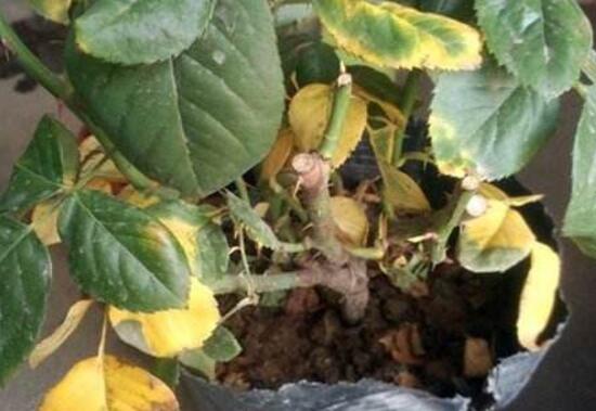 月季花叶子枯萎原因,月季花叶子枯萎了怎么办