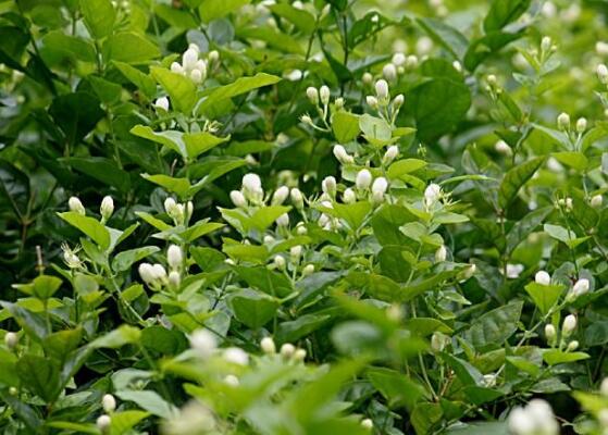 茉莉花花期多久,茉莉花花期长达半年(5-10月)