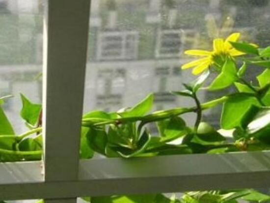 常春藤花期多长时间,常春藤不开花的原因