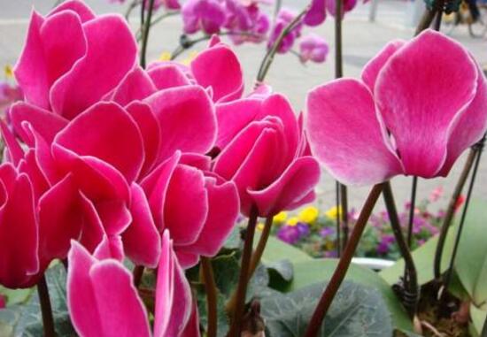 仙客来什么时候播种,仙客来的种植方法