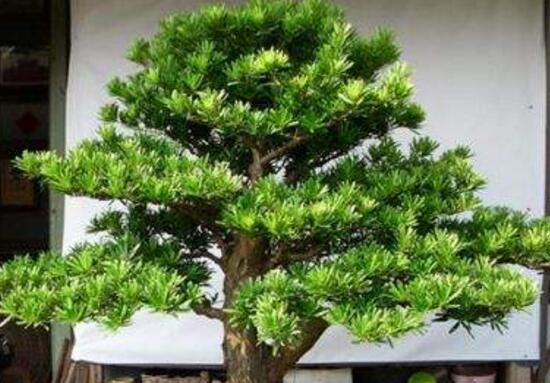 罗汉松施什么肥好,罗汉松施饼肥、粪肥最好