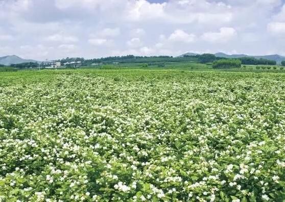 茉莉花花期多久,茉莉花花期长达半年(5-10月)