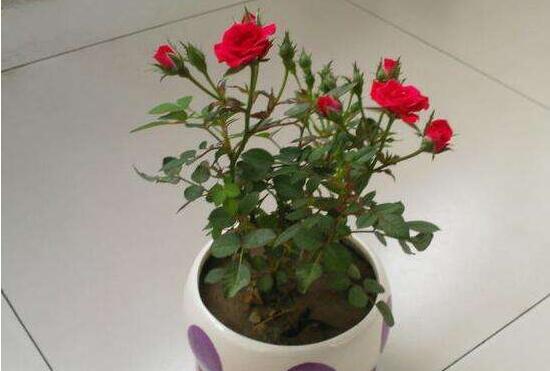 玫瑰花多久浇一次水,玫瑰花怎么浇水