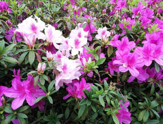 杜鹃花有毒吗,杜鹃花适合放在卧室吗