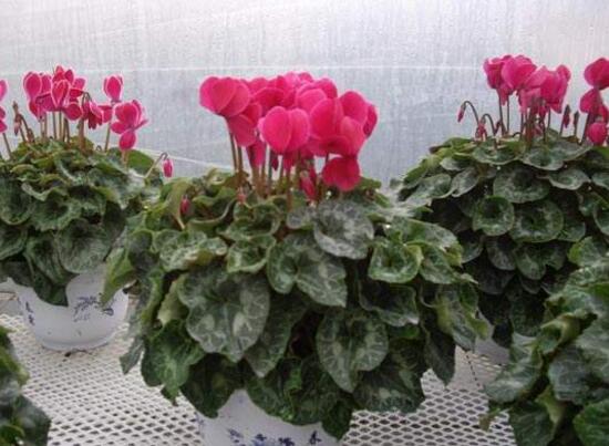 仙客来什么时候播种,仙客来的种植方法