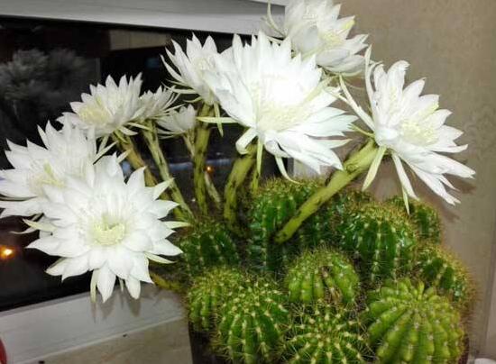 仙人球什么时候开花,仙人球开花是什么兆头/吉祥如意