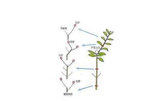 杜鹃花怎么修剪,杜鹃花修剪方法