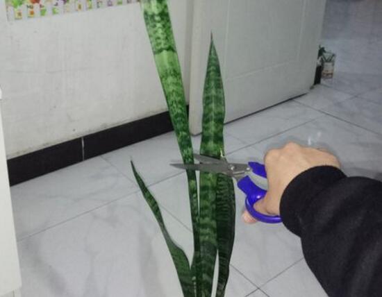 虎皮兰太高了怎么修剪,虎皮兰的修剪方法图片
