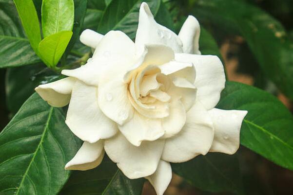 栀子花怎么养,栀子花的养殖方法和注意事项