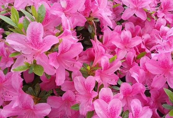 杜鹃花花语是什么,代表着永远属于你