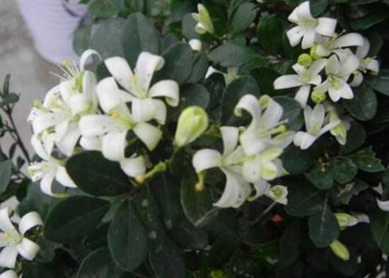 九里香花语是什么,九里香花的寓意象征爱情